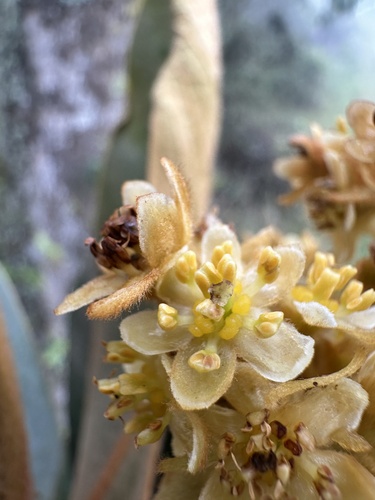 Andea velutina, photograph 1