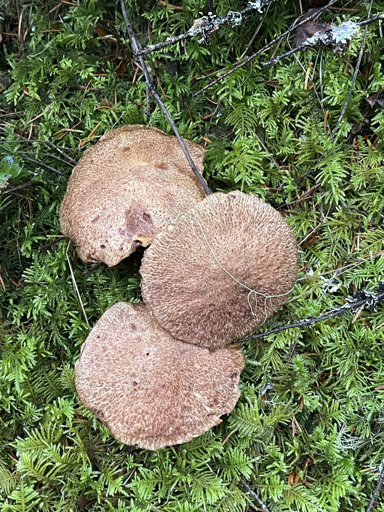 Suillus lakei · November 2025 · photo: © ingolfaskevold (iNaturalist, cc-by-nc)