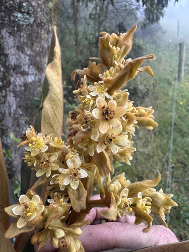 Andea velutina, photograph 2