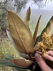 Andea velutina, photograph Nicolás Baresch Uribe, CC BY, iNaturalist via GBIF