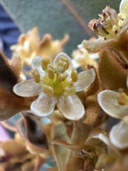 Andea velutina