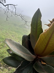 Andea velutina, photograph Nicolás Baresch Uribe, CC BY, iNaturalist via GBIF