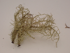 Usnea fragilescens