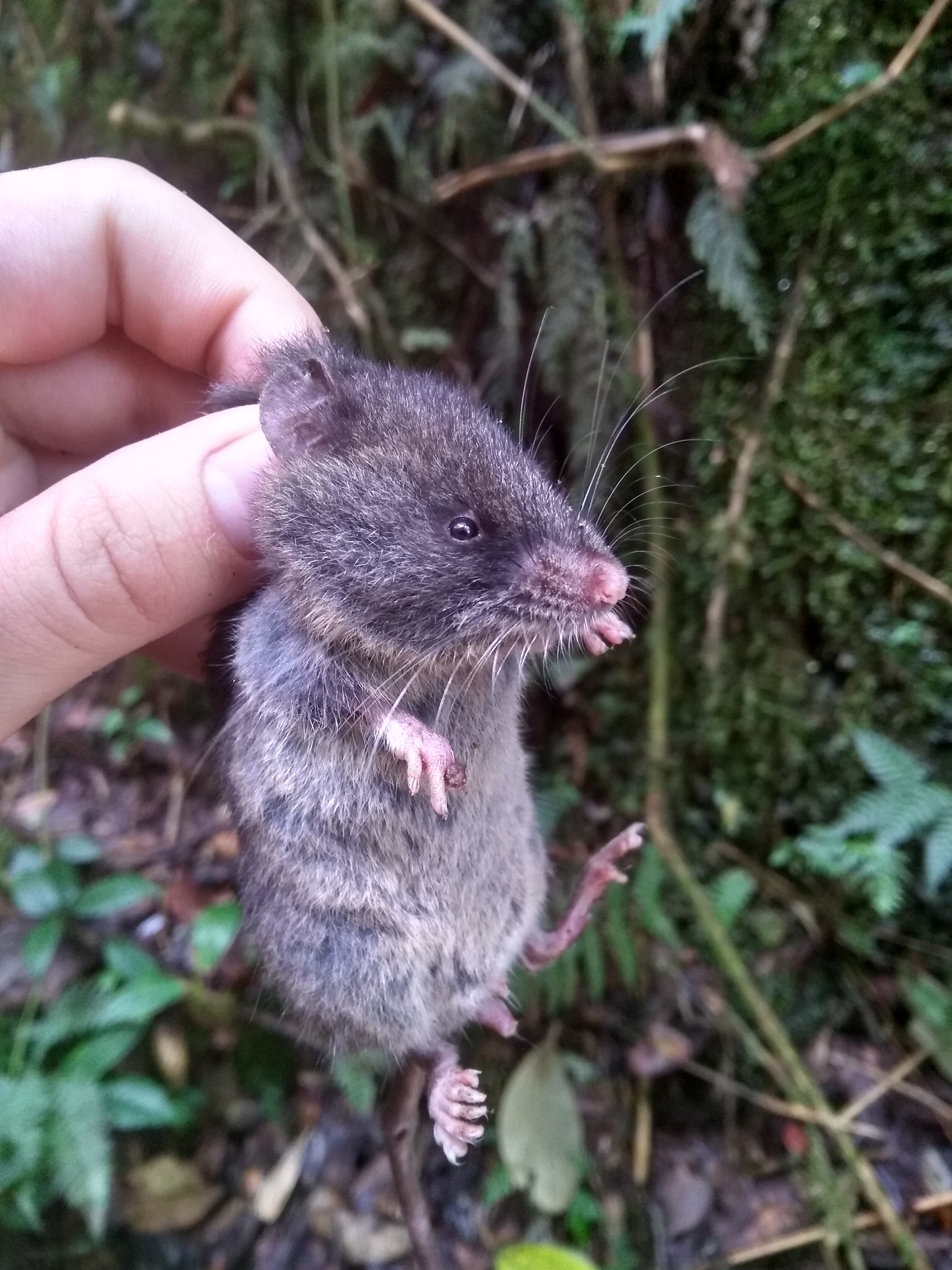 Andean Chilomys photo 2