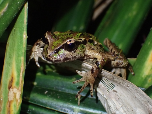 Archy's Frog, Leiopelma archeyi