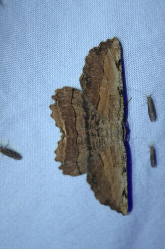 Common Lytrosis Moth photo 3