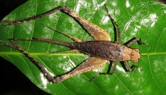 Eneoptera