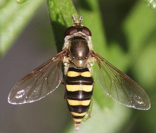 Unknown species found near NH Arboretum