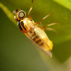 Thaumatomyia notata