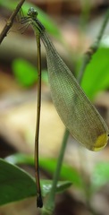 Microstigma