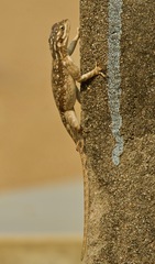 Agama dodomae dodomae