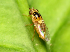 Thaumatomyia notata