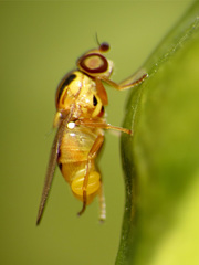 Thaumatomyia notata