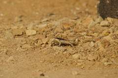 Agama dodomae dodomae