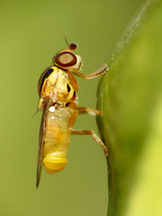 Thaumatomyia notata