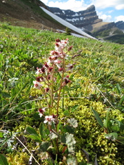 Micranthes porsildiana