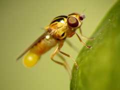 Thaumatomyia notata