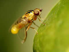 Thaumatomyia notata