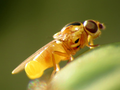 Thaumatomyia notata