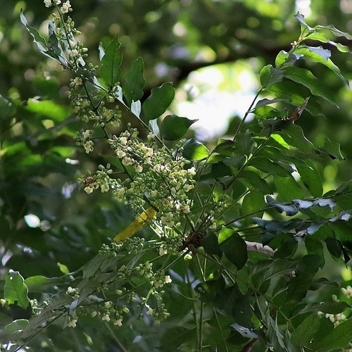 Cabralea canjerana (Cabralea canjerana)