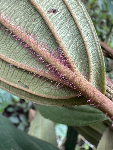 Meriania brachycera
