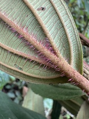 Meriania brachycera