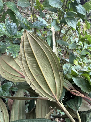 Meriania brachycera, photograph 2