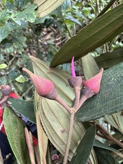 Meriania brachycera, photograph (c) Nicolás Baresch Uribe, some rights reserved (CC BY)