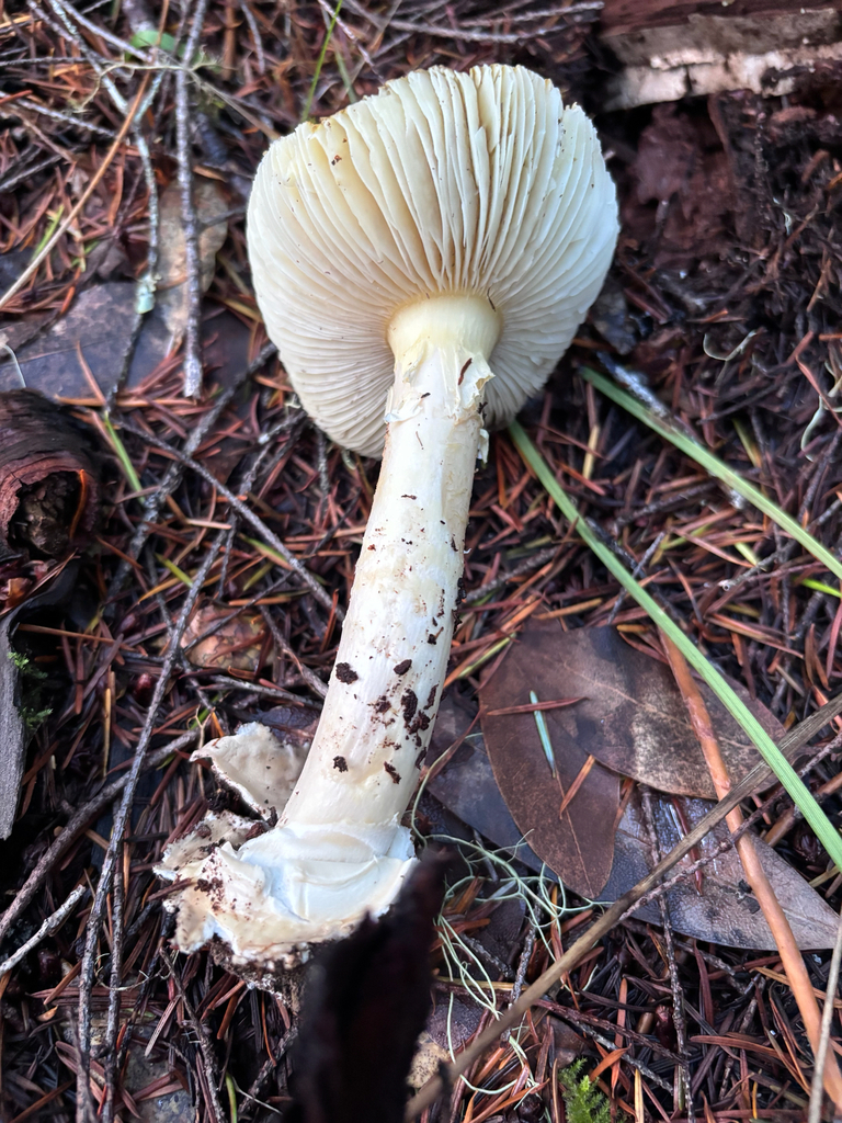 Amanita calyptroderma · November 2025 · photo: © reago (iNaturalist, cc-by)