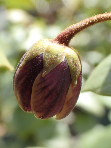 Lysimachia barcae
