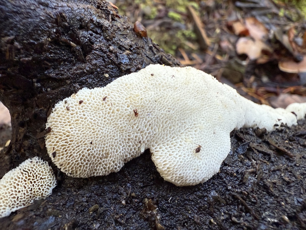 Fomitopsis madronae · November 2025 · photo: © thehyphaemovement (iNaturalist, cc-by-nc)