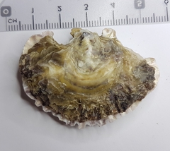 Ostrea edulis