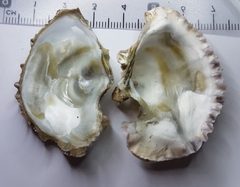 Ostrea edulis