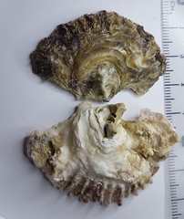 Ostrea edulis