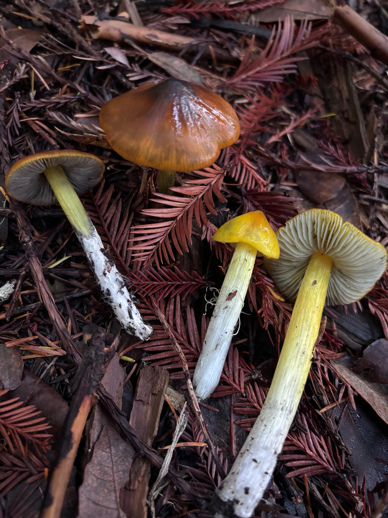 Hygrocybe singeri · November 2025 · photo: © reago (iNaturalist, cc-by)