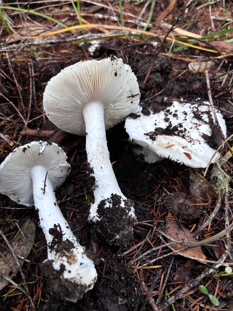 Amanita silvicola