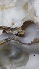 Ostrea edulis