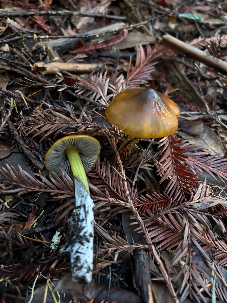Hygrocybe singeri · November 2025 · photo: © reago (iNaturalist, cc-by)