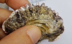 Ostrea edulis