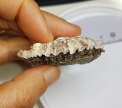 Ostrea edulis