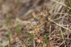Anagallis