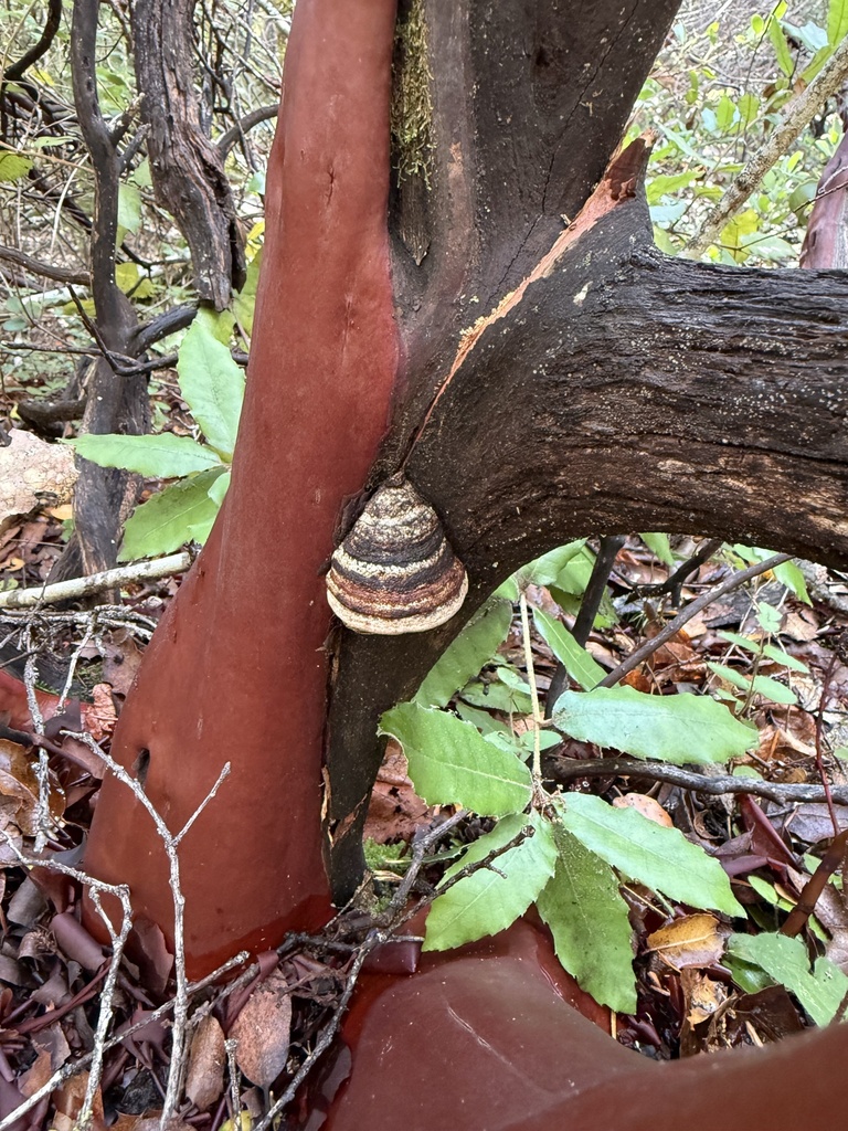Phellinus arctostaphyli