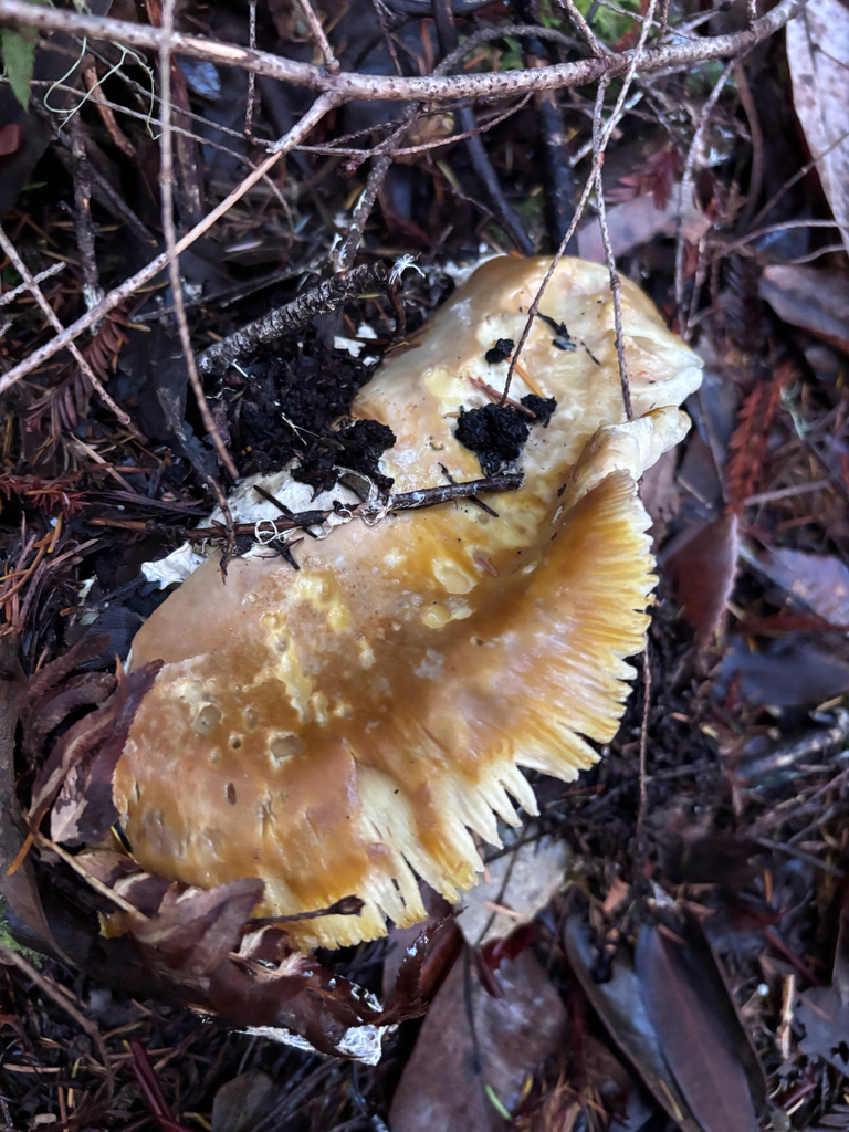 Amanita calyptroderma · November 2025 · photo: © reago (iNaturalist, cc-by)