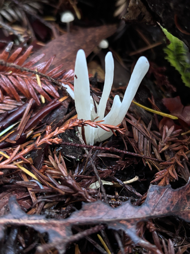 Clavaria fragilis
