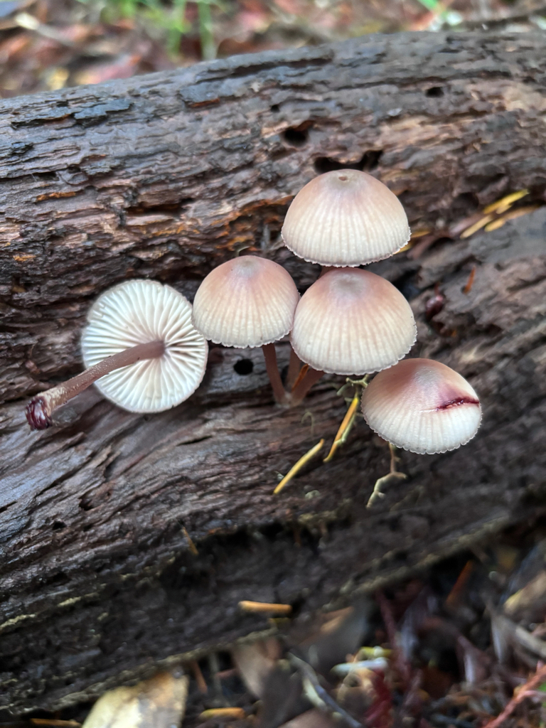 Mycena haematopus · November 2025 · photo: © reago (iNaturalist, cc-by)