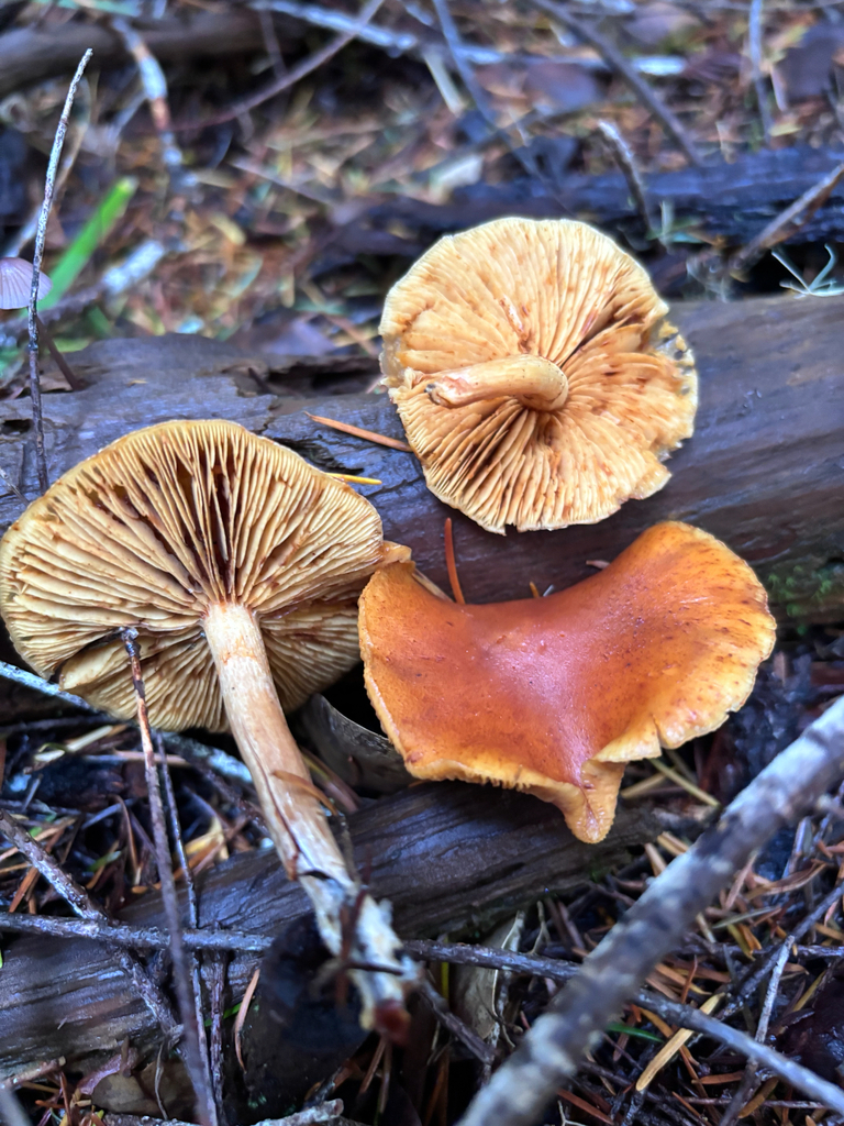 Gymnopilus aurantiophyllus