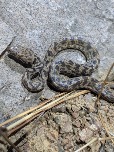 Spotted Python sighting