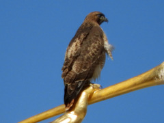 Buteo jamaicensis
