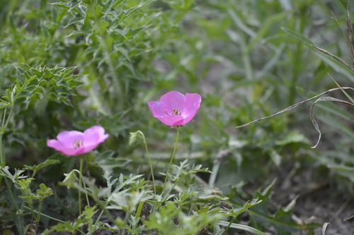 Modiolastrum gilliesii, photograph 4