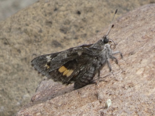 Arizona Giant-Skipper photo 2